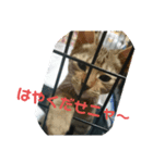 今日もオシキャットと俺（個別スタンプ：4）