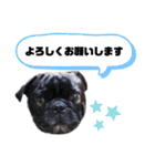タル＆ペリー（個別スタンプ：3）