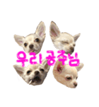 タル＆ペリー（個別スタンプ：13）