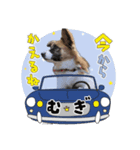 まろうにむぎ（個別スタンプ：1）