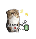 まろうにむぎ（個別スタンプ：2）