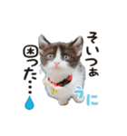まろうにむぎ（個別スタンプ：3）