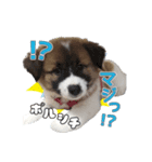 まろうにむぎ（個別スタンプ：6）