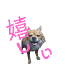 チワワのちゃこ（個別スタンプ：1）