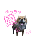 チワワのちゃこ（個別スタンプ：2）
