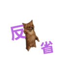 チワワのちゃこ（個別スタンプ：3）
