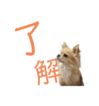 チワワのちゃこ（個別スタンプ：5）