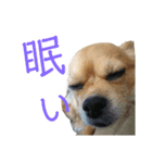チワワのちゃこ（個別スタンプ：7）
