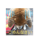 柴犬ジョニーキジトラ猫にゃー三毛猫ミー（個別スタンプ：3）