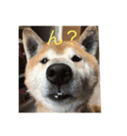 柴犬ジョニーキジトラ猫にゃー三毛猫ミー（個別スタンプ：5）