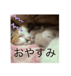 柴犬ジョニーキジトラ猫にゃー三毛猫ミー（個別スタンプ：6）