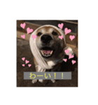 柴犬ジョニーキジトラ猫にゃー三毛猫ミー（個別スタンプ：7）