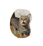 柴犬ジョニーキジトラ猫にゃー三毛猫ミー（個別スタンプ：8）
