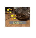 柴犬ジョニーキジトラ猫にゃー三毛猫ミー（個別スタンプ：9）