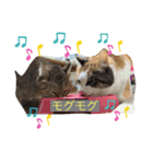 柴犬ジョニーキジトラ猫にゃー三毛猫ミー（個別スタンプ：10）