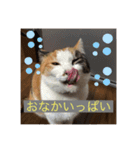 柴犬ジョニーキジトラ猫にゃー三毛猫ミー（個別スタンプ：11）