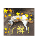 柴犬ジョニーキジトラ猫にゃー三毛猫ミー（個別スタンプ：12）