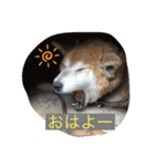 柴犬ジョニーキジトラ猫にゃー三毛猫ミー（個別スタンプ：14）