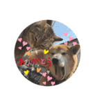 柴犬ジョニーキジトラ猫にゃー三毛猫ミー（個別スタンプ：15）