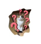 柴犬ジョニーキジトラ猫にゃー三毛猫ミー（個別スタンプ：16）
