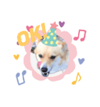 コーギー犬ロンちゃんのにこにこスタンプ（個別スタンプ：3）