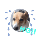 コーギー犬ロンちゃんのにこにこスタンプ（個別スタンプ：4）