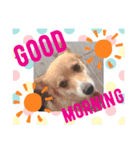 コーギー犬ロンちゃんのにこにこスタンプ（個別スタンプ：5）