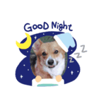 コーギー犬ロンちゃんのにこにこスタンプ（個別スタンプ：6）