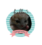 猫のうにくん（個別スタンプ：1）