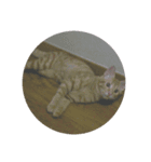 猫のうにくん（個別スタンプ：2）