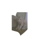 猫のうにくん（個別スタンプ：3）