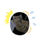 猫のうにくん（個別スタンプ：4）