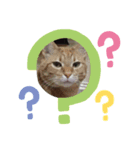 猫のうにくん（個別スタンプ：6）