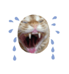 猫のうにくん（個別スタンプ：7）