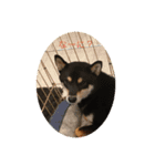 柴犬三色（個別スタンプ：1）