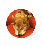柴犬三色（個別スタンプ：2）