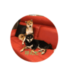 柴犬三色（個別スタンプ：3）