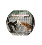 柴犬三色（個別スタンプ：4）