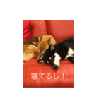 柴犬三色（個別スタンプ：5）