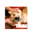 柴犬三色（個別スタンプ：6）