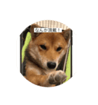 柴犬三色（個別スタンプ：7）