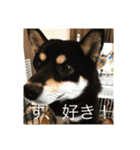 柴犬三色（個別スタンプ：8）