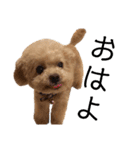 T家のお犬様1（個別スタンプ：1）