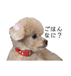 T家のお犬様1（個別スタンプ：2）