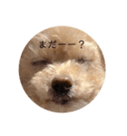 T家のお犬様1（個別スタンプ：3）