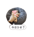 T家のお犬様1（個別スタンプ：4）