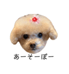 T家のお犬様1（個別スタンプ：5）