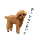 T家のお犬様1（個別スタンプ：6）
