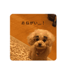 T家のお犬様1（個別スタンプ：8）