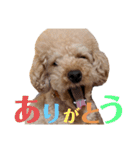 T家のお犬様1（個別スタンプ：10）